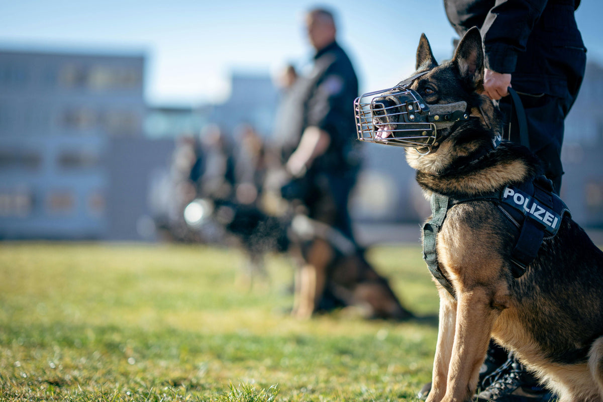 El papel de un guardia táctico en las operaciones de manejo de perros image
